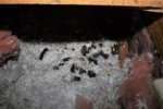 IMG_1516 (2), Unit G Latrine.JPG